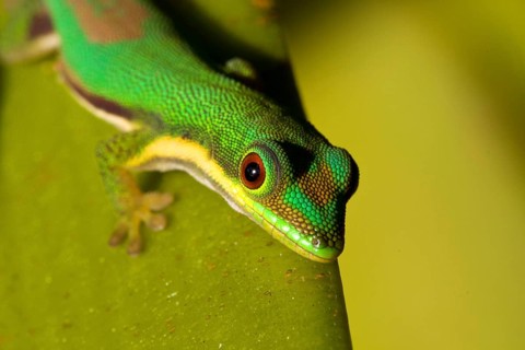 Green Gecko