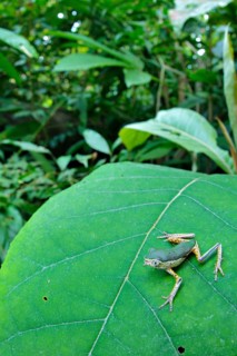 Tree frog