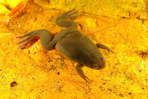 De Witte's Clawed Frog