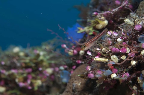 Striped triplefin