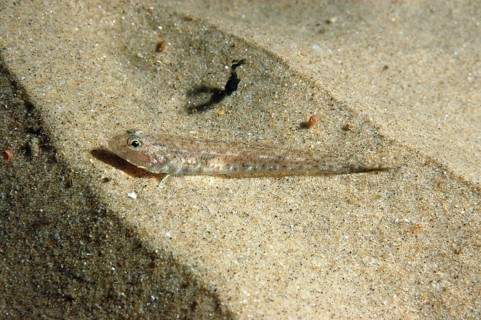 Sand goby