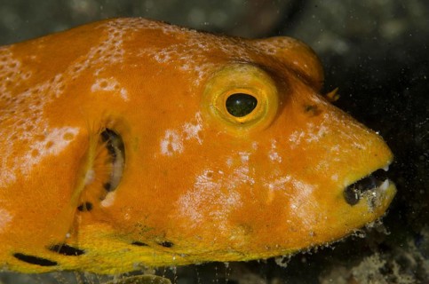 Star Pufferfish