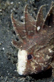 Whiteface Waspfish