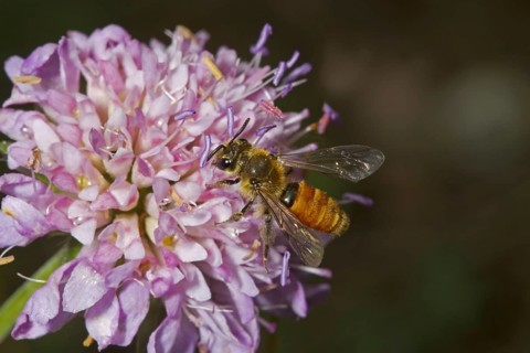 Small mining bee with scabiosa