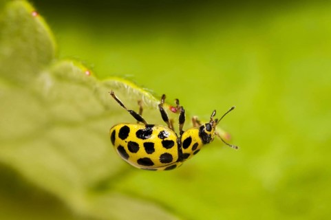 22-spot ladybird