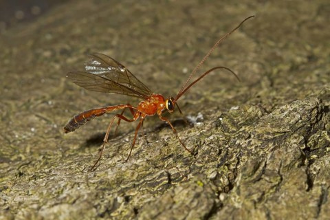 Sickle wasp