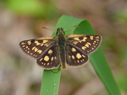 Chequered skipper