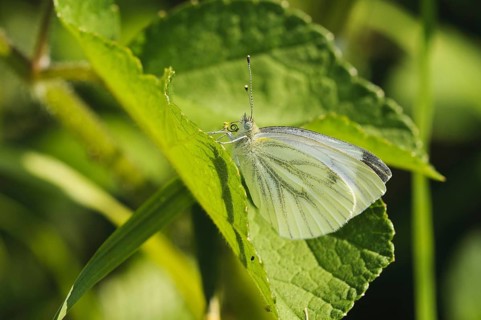 Green-veined White