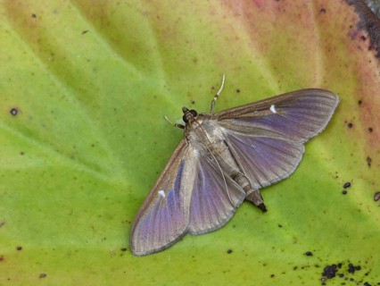 Box tree moth