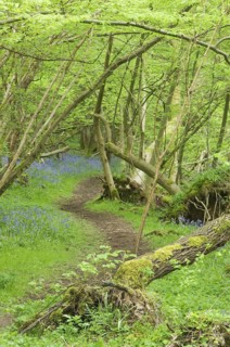 Common Hazel