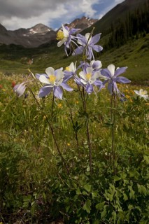 Colorado Blue Columbine