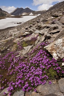 Purple Saxifrage
