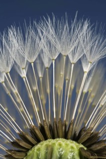 Parachutes or pappus of a dandelion
