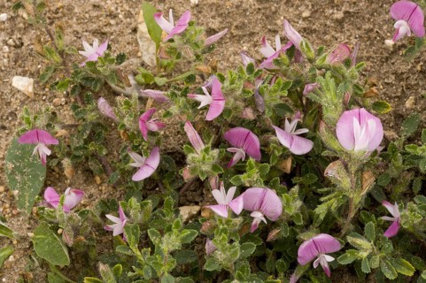 Common Restharrow