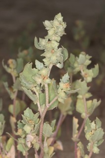 Frosted Orache