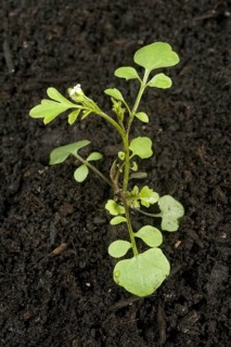 Young plant of hairy bittercress