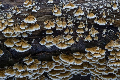 Banded polypore