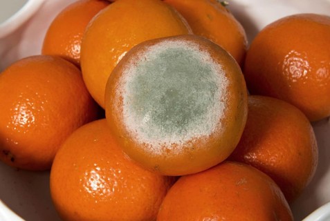 Fruit rot