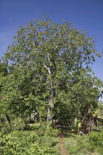 Santol