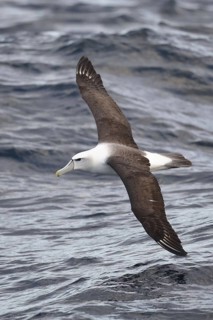 White-headed albatross