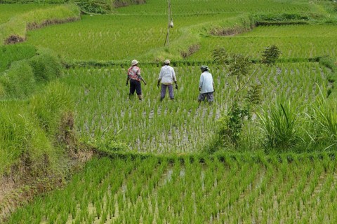 Women working in rice paddies and rice terraces