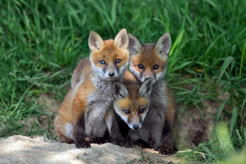 Three cute red fox
