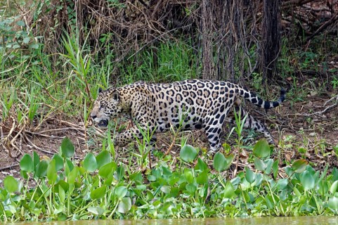 Jaguar