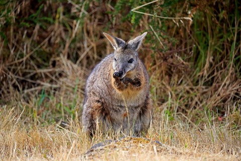 Tammar Wallaby