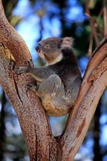 Koala