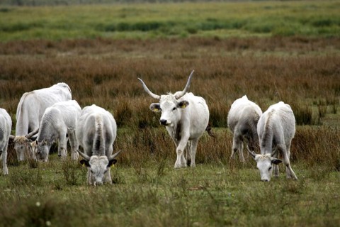 Hungarian grey cattle
