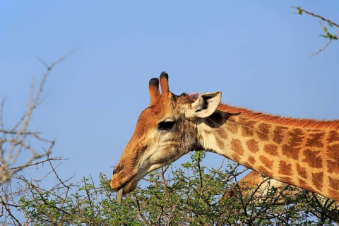 Southern giraffe