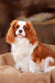 Cavalier King Charles Spaniel