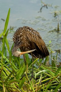 Limpkin