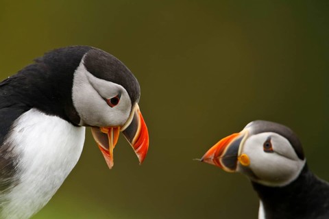 Puffin