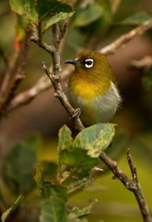 Ceylon White-eye