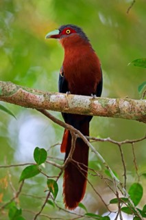 Chestnut-breasted Malkoha