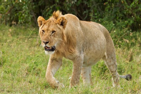 Masai Lion