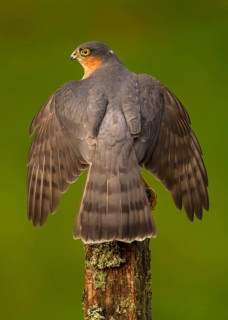 Eurasian eurasian sparrowhawk