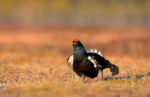 Black grouse