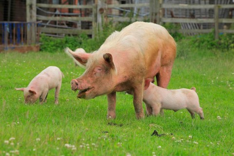 Domestic pig