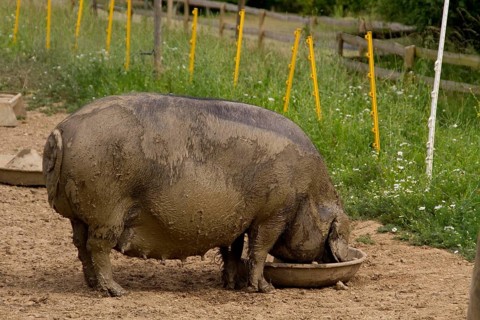 Sow Big Black Pig