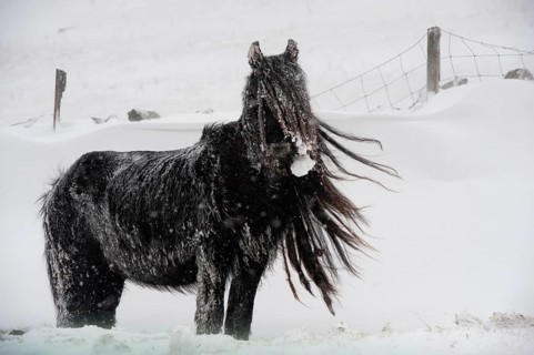Horse