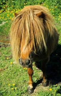 Shetland Pony