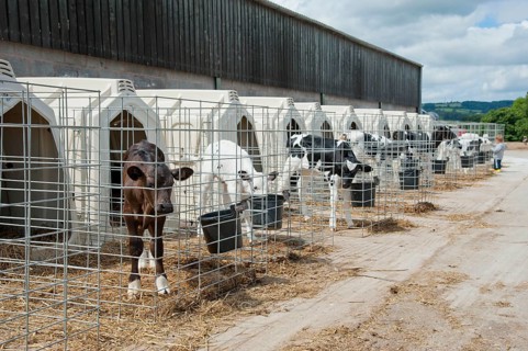 Domestic Cattle