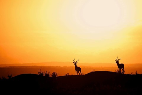 Impala