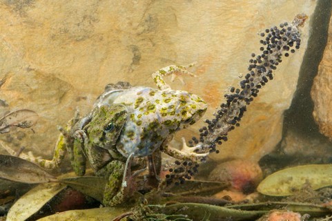 Common parsley frog