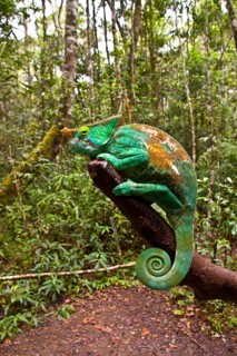 Chamaleo parsonii