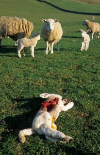 Domestic Sheep