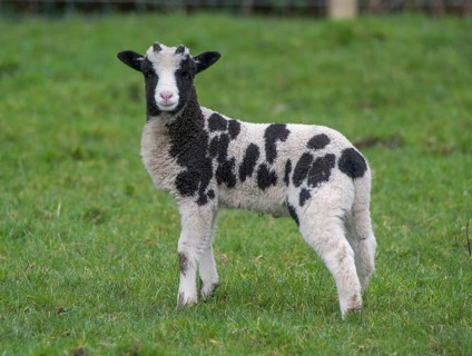 Domestic sheep