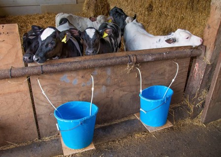 Domestic Cattle